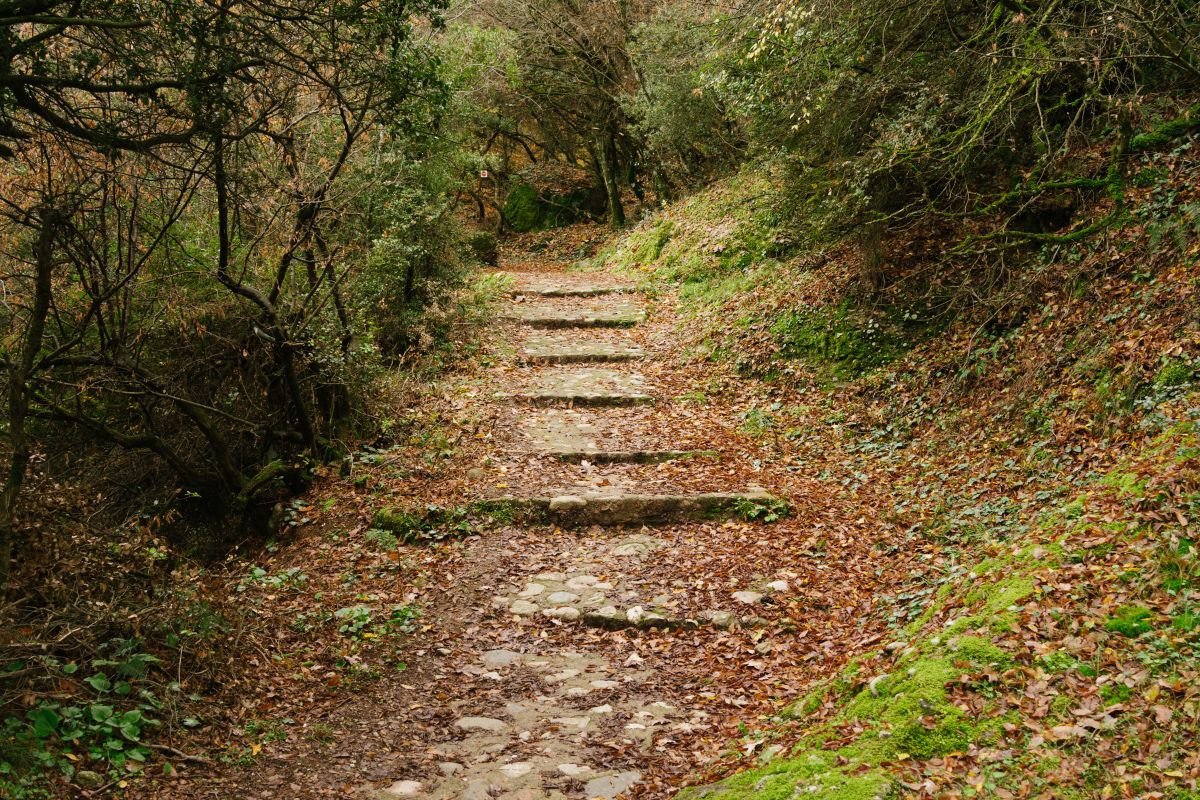A stone path in a forested area with steps leading uphill, surrounded by greenery and fallen leaves.
